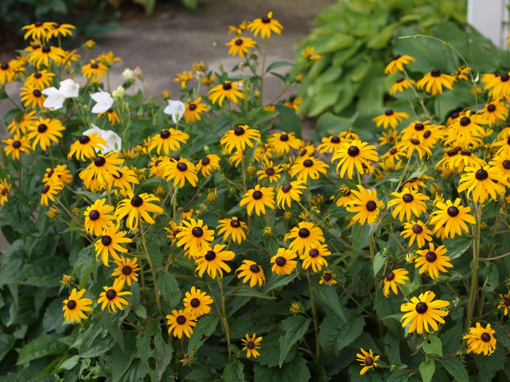black-eyed_susan2